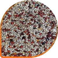 ЗИМНЯЯ ВИШНЯ